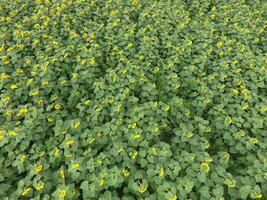 Field of sunflowers. Top view. photo