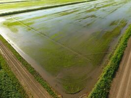 The rice fields are flooded with water. Flooded rice paddies. Agronomic methods of growing rice in the fields. photo