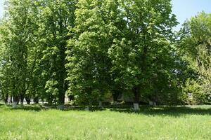 Chestnut trees in the park. clearing in front of chestnut trees. photo