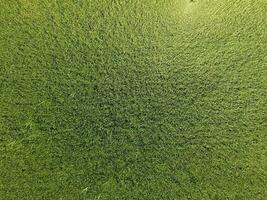 Green wheat in the field, top view with a drone. Texture of wheat green background. photo