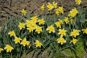 Blooming buds of daffodils in flower bed. photo