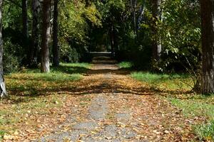 Collection of Beautiful Colorful Autumn Leaves photo