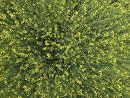 campo de floración violación. parte superior ver desde el zumbido. violación, un syderático planta con amarillo flores campo con siderates foto