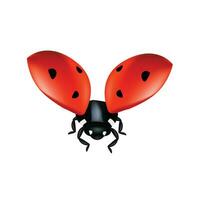 vector ladybugs with red and black spots