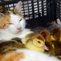 Cat in a basket with kitten and receiving musk duck ducklings. Cat foster mother for the ducklings photo