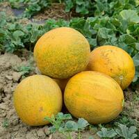 Melons, plucked from the garden, lay together on the ground photo