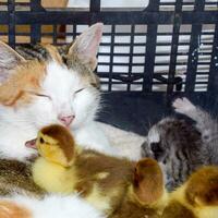 Cat foster mother for the ducklings photo