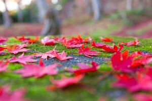 Red leaves on the ground at the park in Kyoto in autumn closeup photo