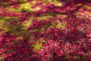 Red leaves on the ground at the park in Kyoto in autumn wide shot photo