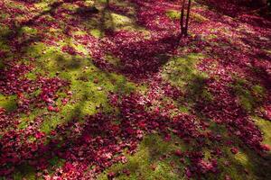 Red leaves on the ground at the park in Kyoto in autumn wide shot photo