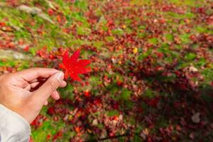 Red leaf with hand at Kasagiyama momiji park in Kyoto in autumn photo