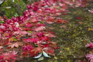 Piled up red leaves in the narrow gutter in autumn close up photo