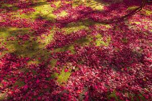 Red leaves on the ground at the park in Kyoto in autumn wide shot photo