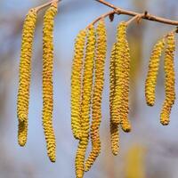 Pollination by bees earrings hazelnut. Flowering hazel hazelnut. photo