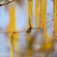 Pollination by bees earrings hazelnut. Flowering hazel hazelnut. photo