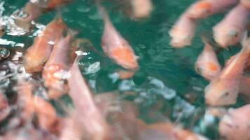 cultiver eau fraiche poisson en utilisant bâche dans le Cour de le maison. video