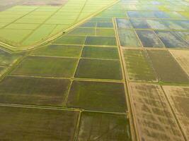 The rice fields are flooded with water. Flooded rice paddies. Agronomic methods of growing rice in the fields. photo