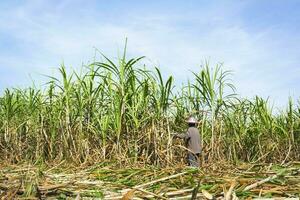 Workers are harvesting sugar cane in a rural field. agricultural harvest photo