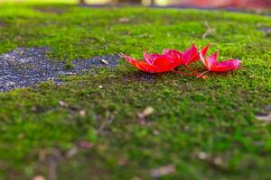 Red leaves on the ground at the park in Kyoto in autumn closeup photo