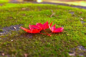 Red leaves on the ground at the park in Kyoto in autumn closeup photo