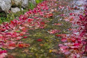 Piled up red leaves in the narrow gutter in autumn close up photo