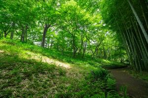 A Bamboo trail at Tonogayato park in Kokubunji Tokyo wide shot photo