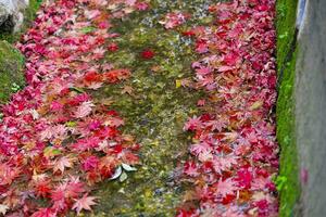 Piled up red leaves in the narrow gutter in autumn close up photo