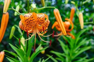 A tiger lily with spotted petals on green background at the forest sunny day close up photo