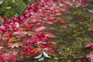 Piled up red leaves in the narrow gutter in autumn close up photo