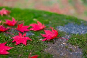 Red leaves on the ground at the park in Kyoto in autumn closeup photo