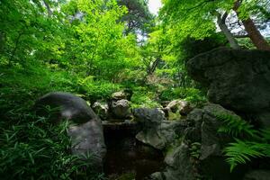 A forest brook at the green forest close up photo