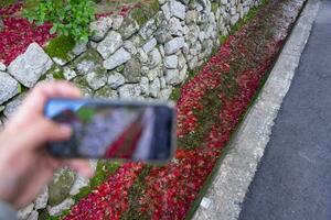 un teléfono inteligente disparo apilado arriba rojo hojas en el estrecho canal en otoño foto