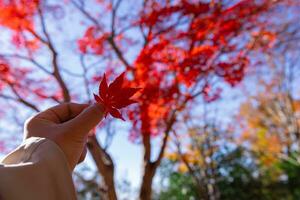 Red leaf with hand at Kasagiyama momiji park in Kyoto in autumn photo