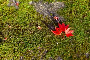 rojo hojas en el suelo a el parque en Kioto en otoño de cerca foto