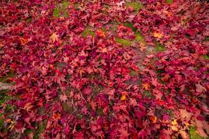 Red leaves on the ground at the park in Kyoto in autumn wide shot photo