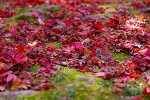 Red leaves on the ground at the forest in autumn photo