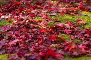 Red leaves on the ground at the forest in autumn photo