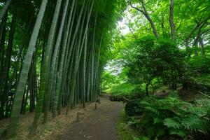 A Bamboo trail at Tonogayato park in Kokubunji Tokyo wide shot photo