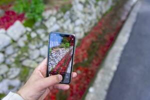 un teléfono inteligente disparo apilado arriba rojo hojas en el estrecho canal en otoño foto