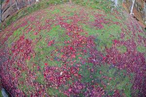 Red leaves at Kasagiyama momiji park in Kyoto in autumn fish eye shot photo