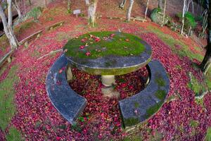 Red leaves at Kasagiyama momiji park in Kyoto in autumn fish eye shot photo