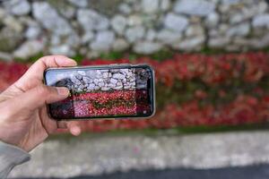 un teléfono inteligente disparo apilado arriba rojo hojas en el estrecho canal en otoño foto