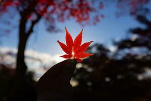 Red leaf with hand at Kasagiyama momiji park in Kyoto in autumn at dusk photo