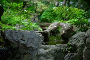 A forest brook at the green forest close up photo