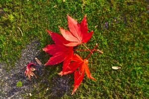 Red leaves on the ground at the park in Kyoto in autumn closeup photo