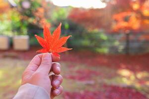 Red leaf with hand at Kasagiyama momiji park in Kyoto in autumn photo