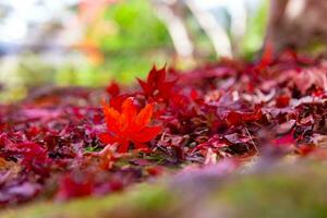 rojo hojas en el suelo a el parque en Kioto en otoño de cerca foto