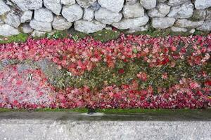 Piled up red leaves in the narrow gutter in autumn photo