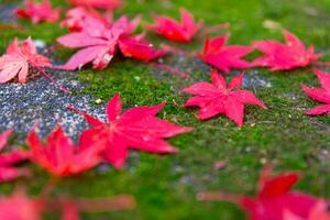 Red leaves on the ground at the park in Kyoto in autumn closeup photo