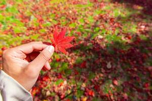 Red leaf with hand at Kasagiyama momiji park in Kyoto in autumn photo